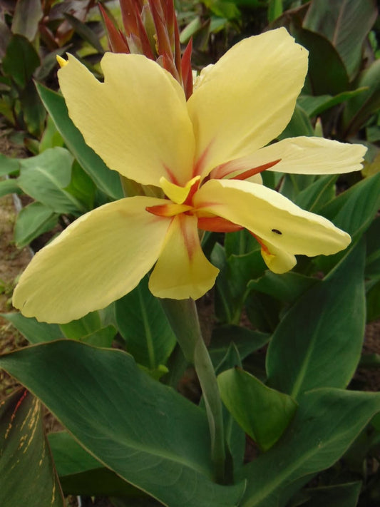 Canna 'Sonka'
