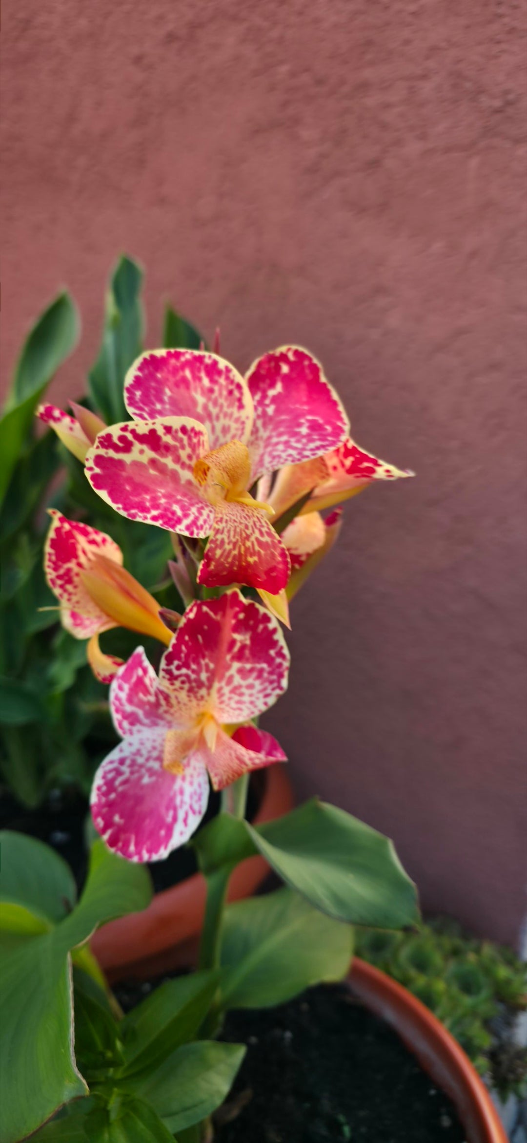 Canna 'Bella'
