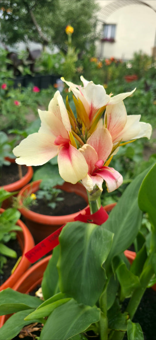 Canna 'Promyk'