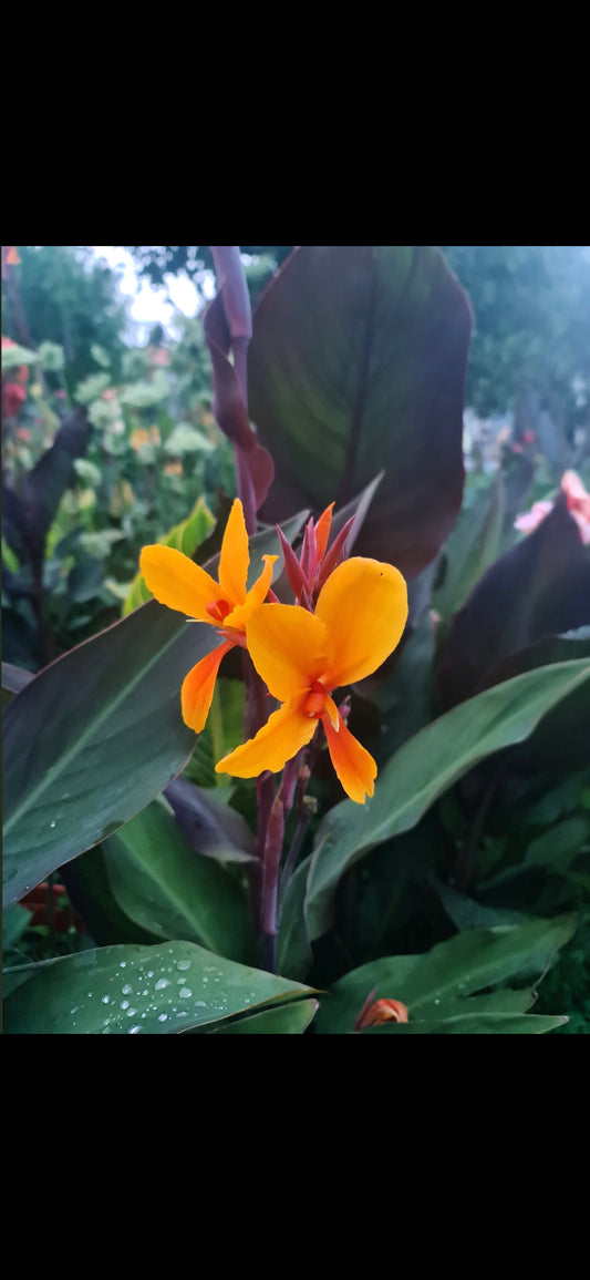 Canna 'Semaphore'