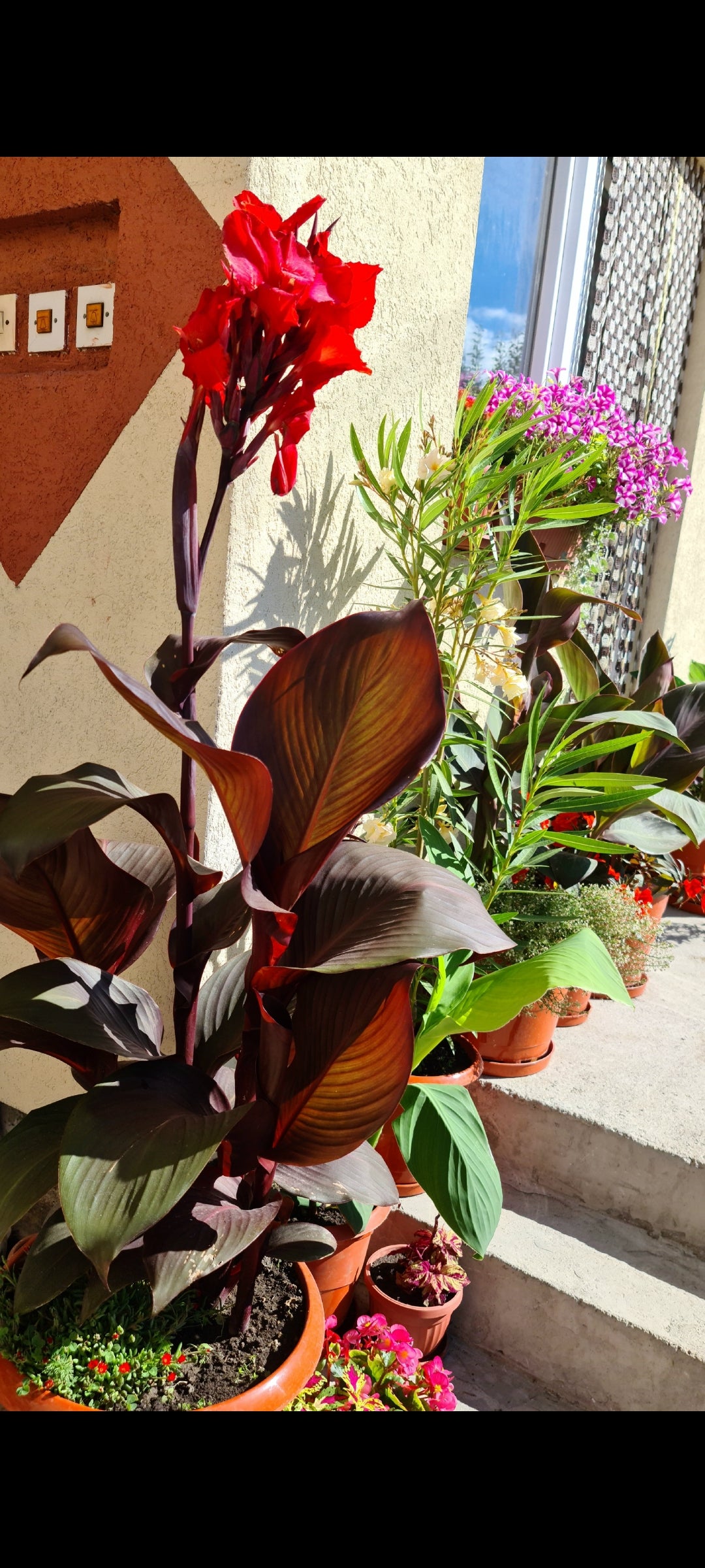 Canna 'Tropicanna Black'