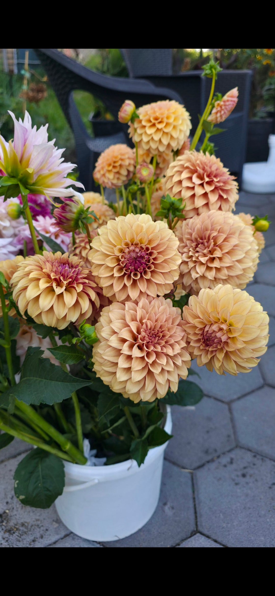 Dahlia 'KA’s® Creme Brûlée' - rooted cutting