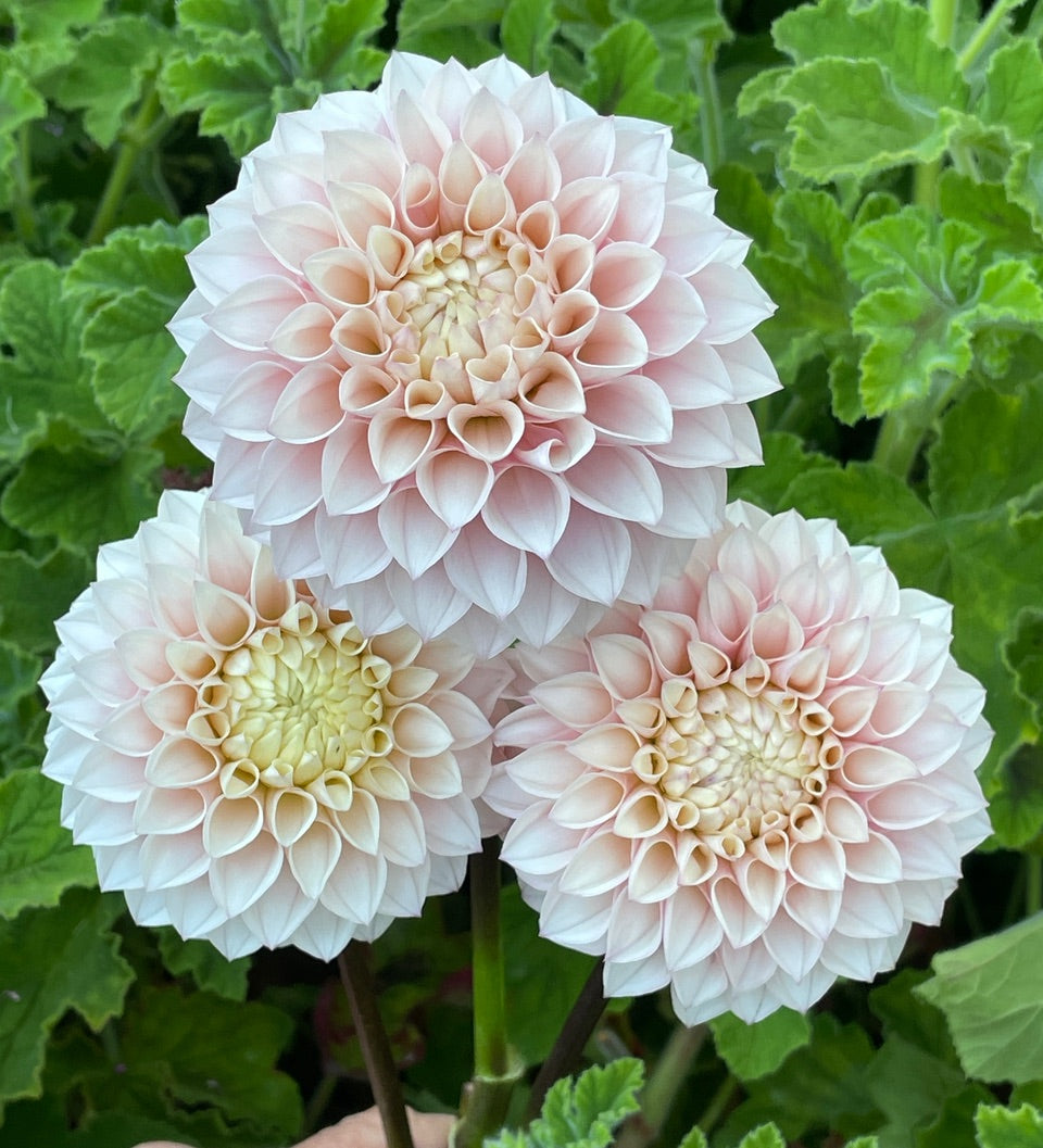 Dahlia 'KA’s® Opal's Cliff' - rooted cutting