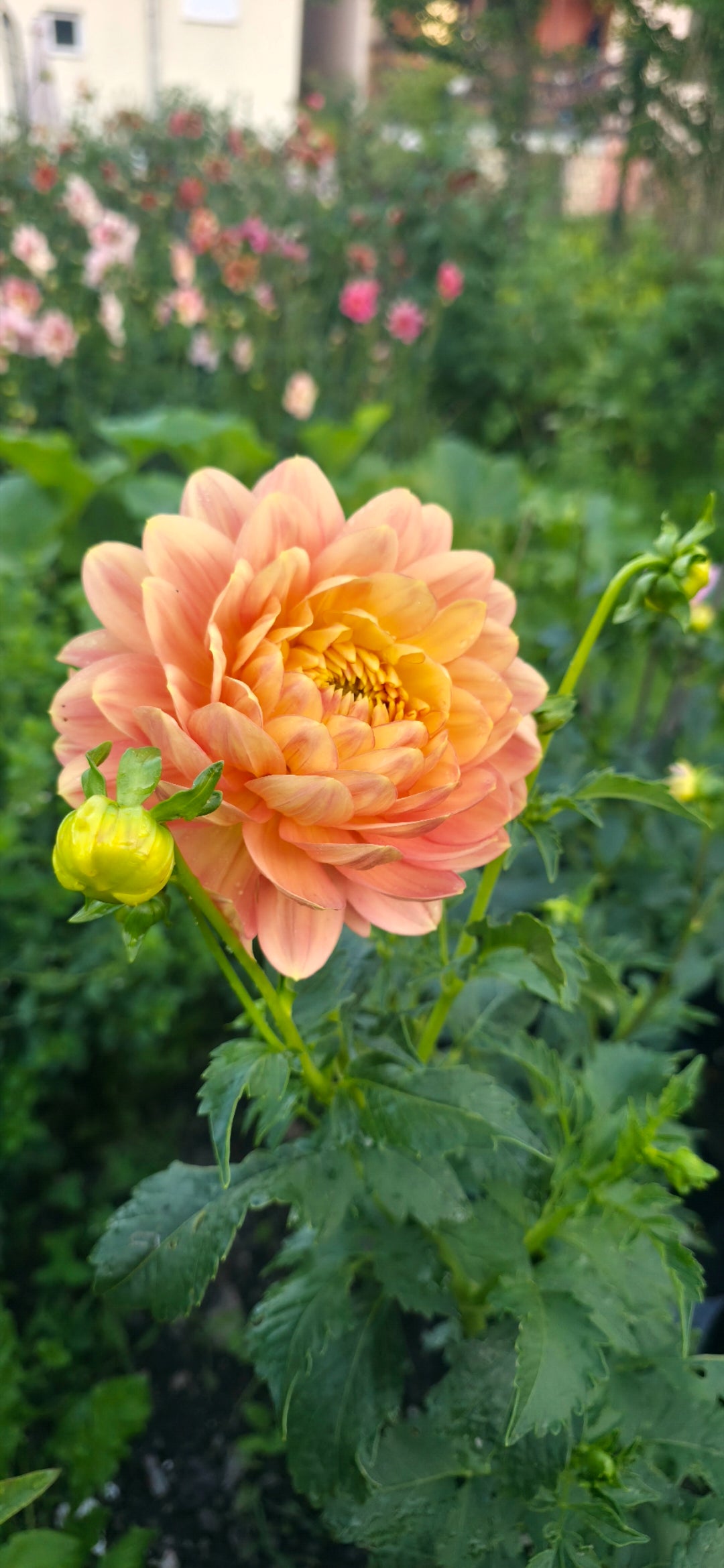 Dahlia 'Hollyhill Serenity' - rooted cutting