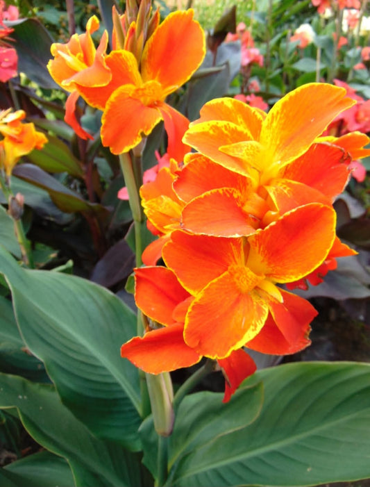 Canna 'Caribbean Sunset'