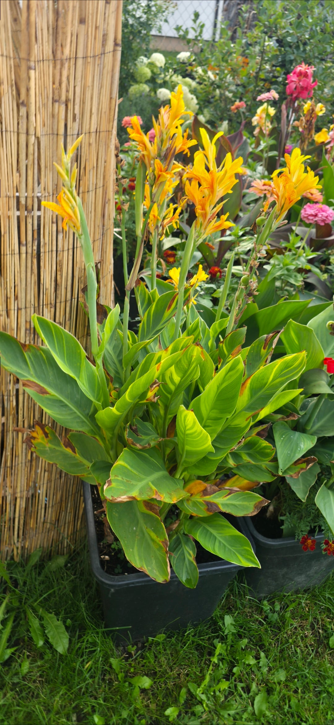 Canna 'Leigh Sunset'