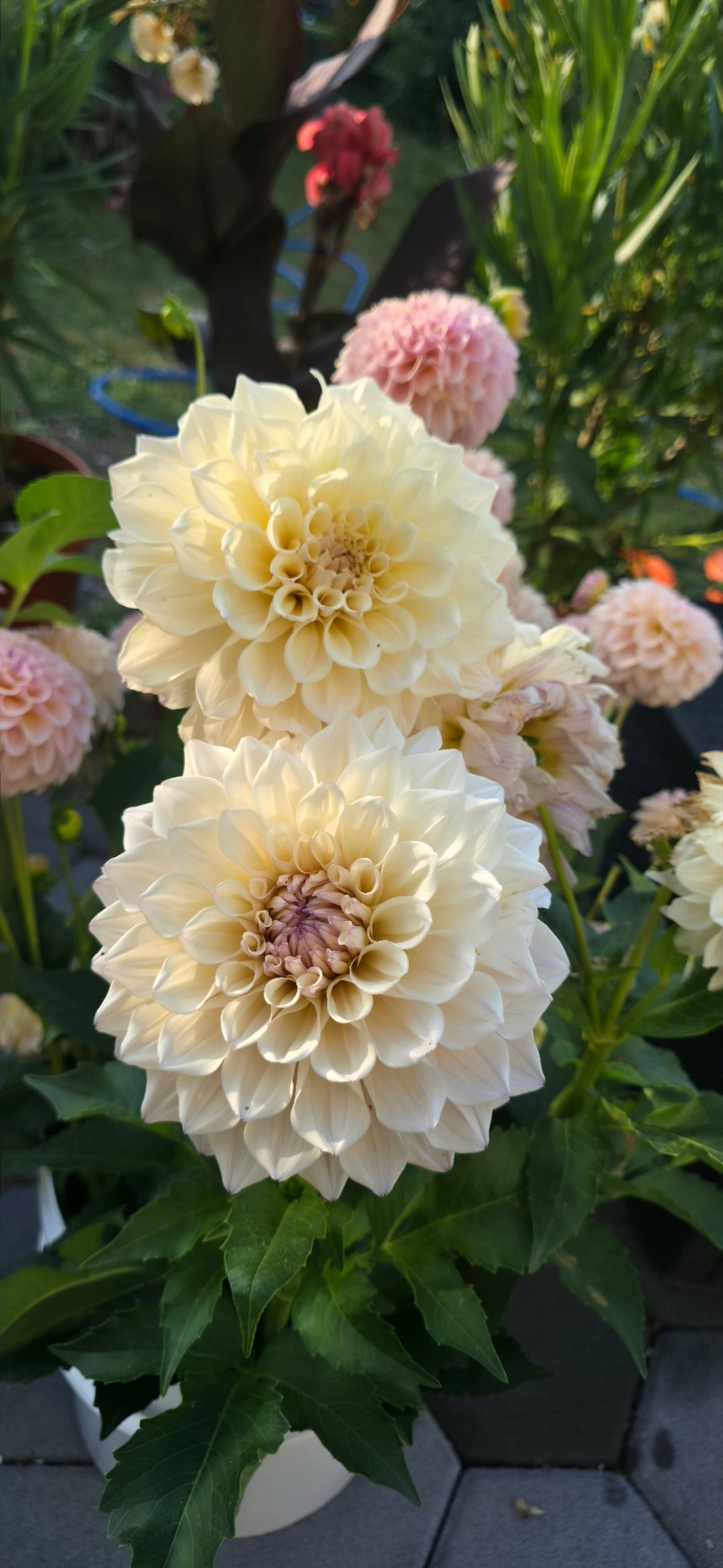 Dahlia 'KA’s® Pearl' - rooted cutting