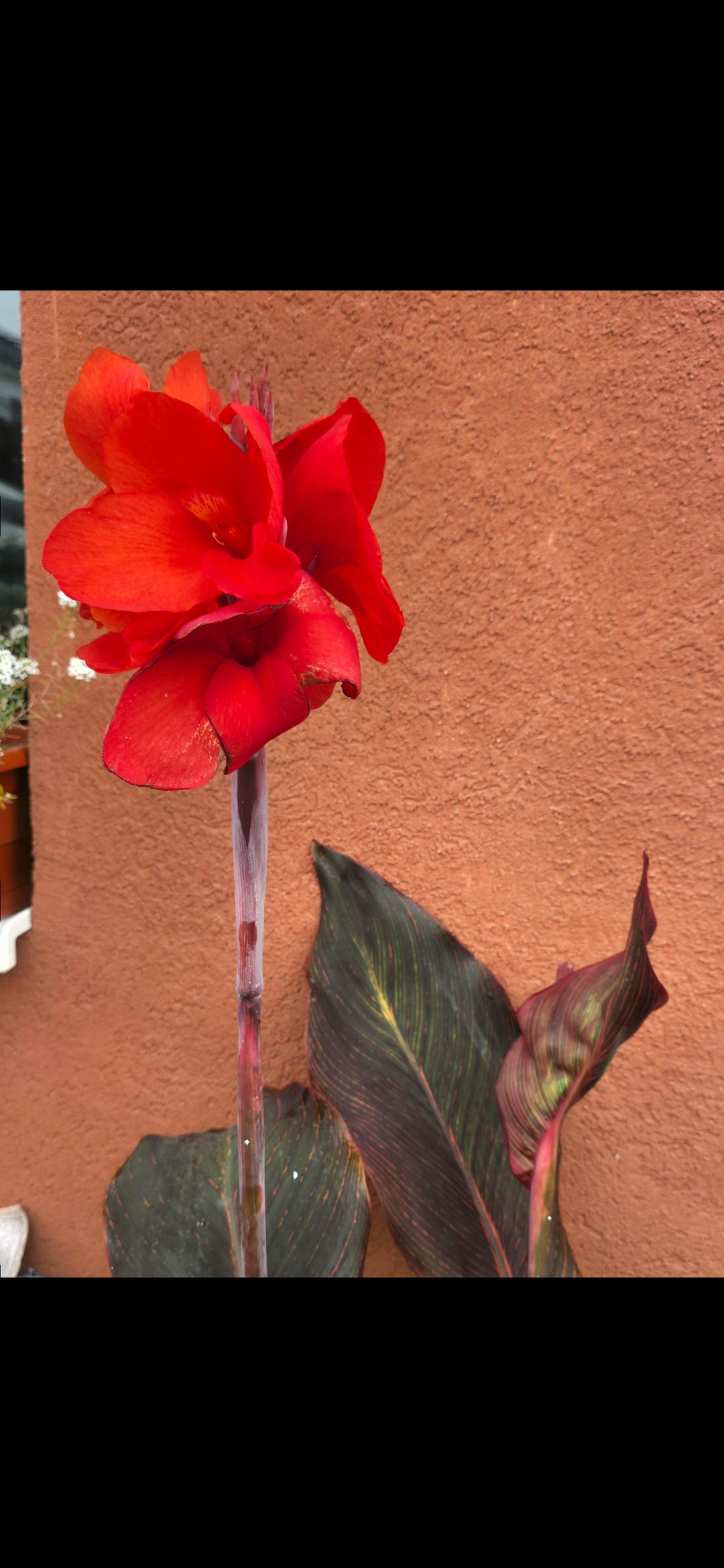 Canna 'Red Durban'