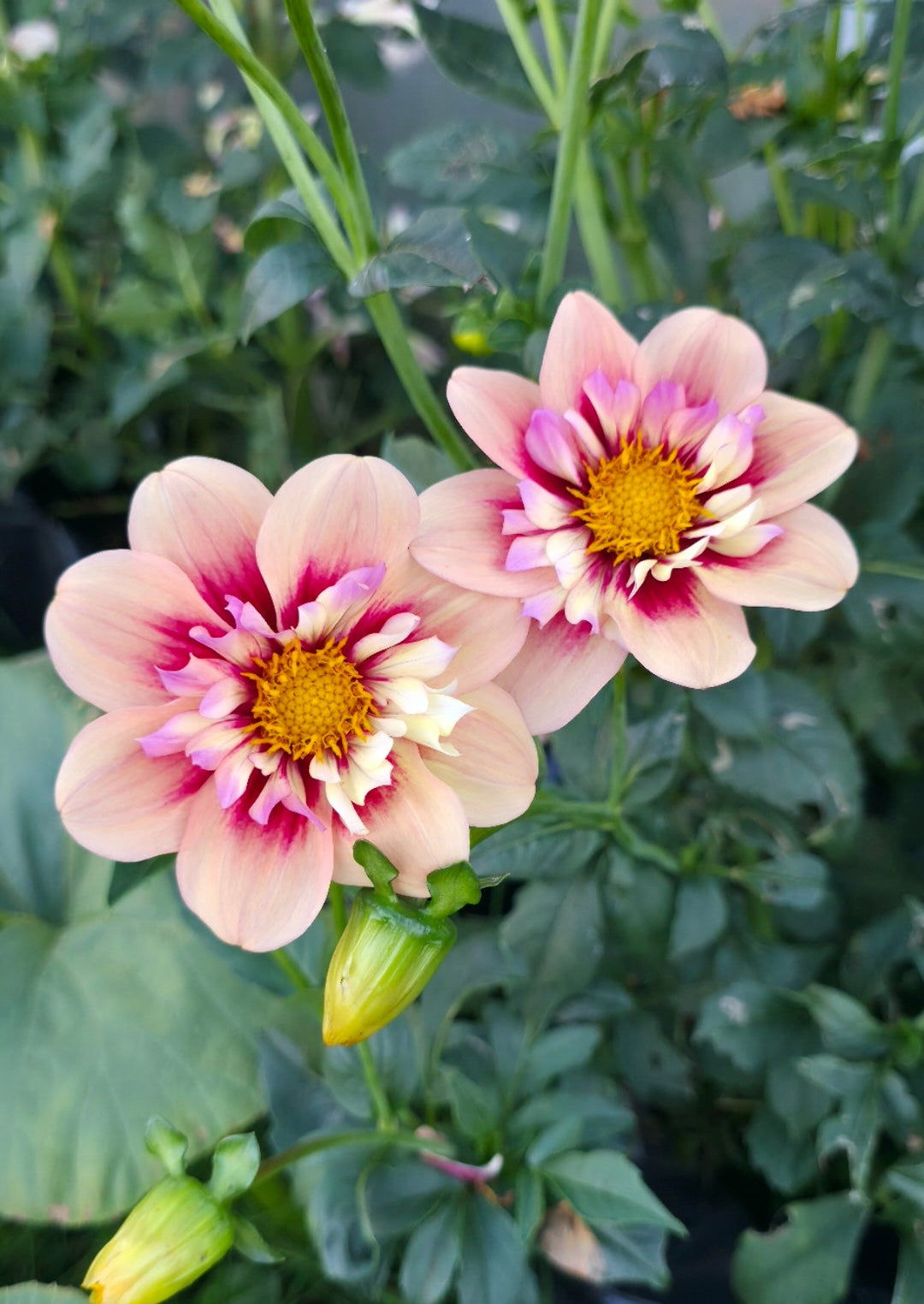 Dahlia collarette seme - mix od R&C, Orange Hype, April Heather - 25 komada