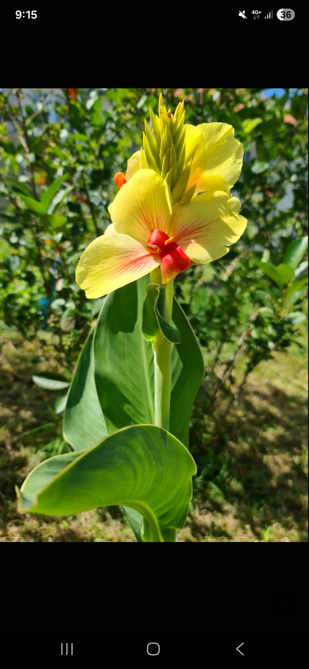 Canna 'Rosalinda'