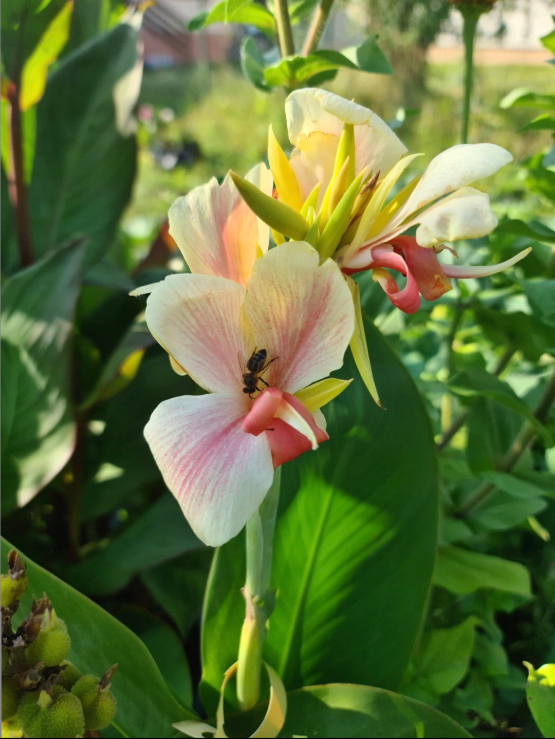 Canna 'Be Mine'