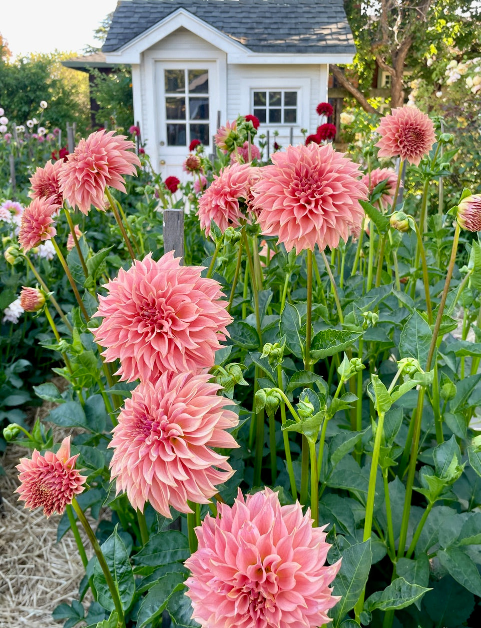 Dahlia 'KA’s® Coral Sea' - rooted cutting