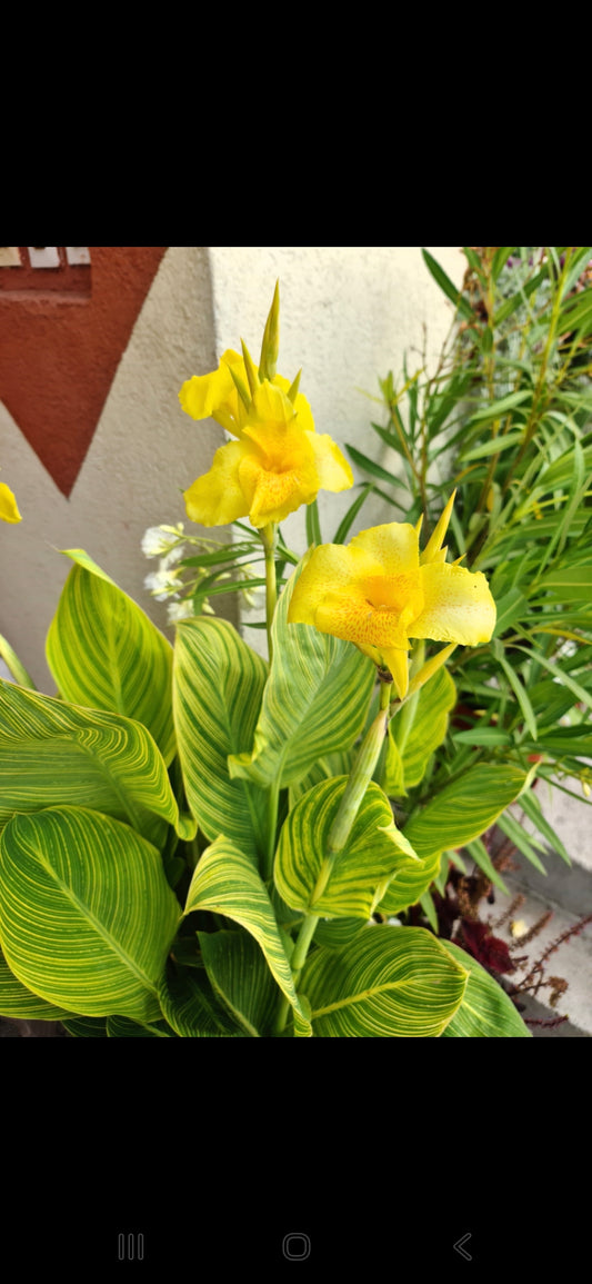 Canna 'Yellow tiger'