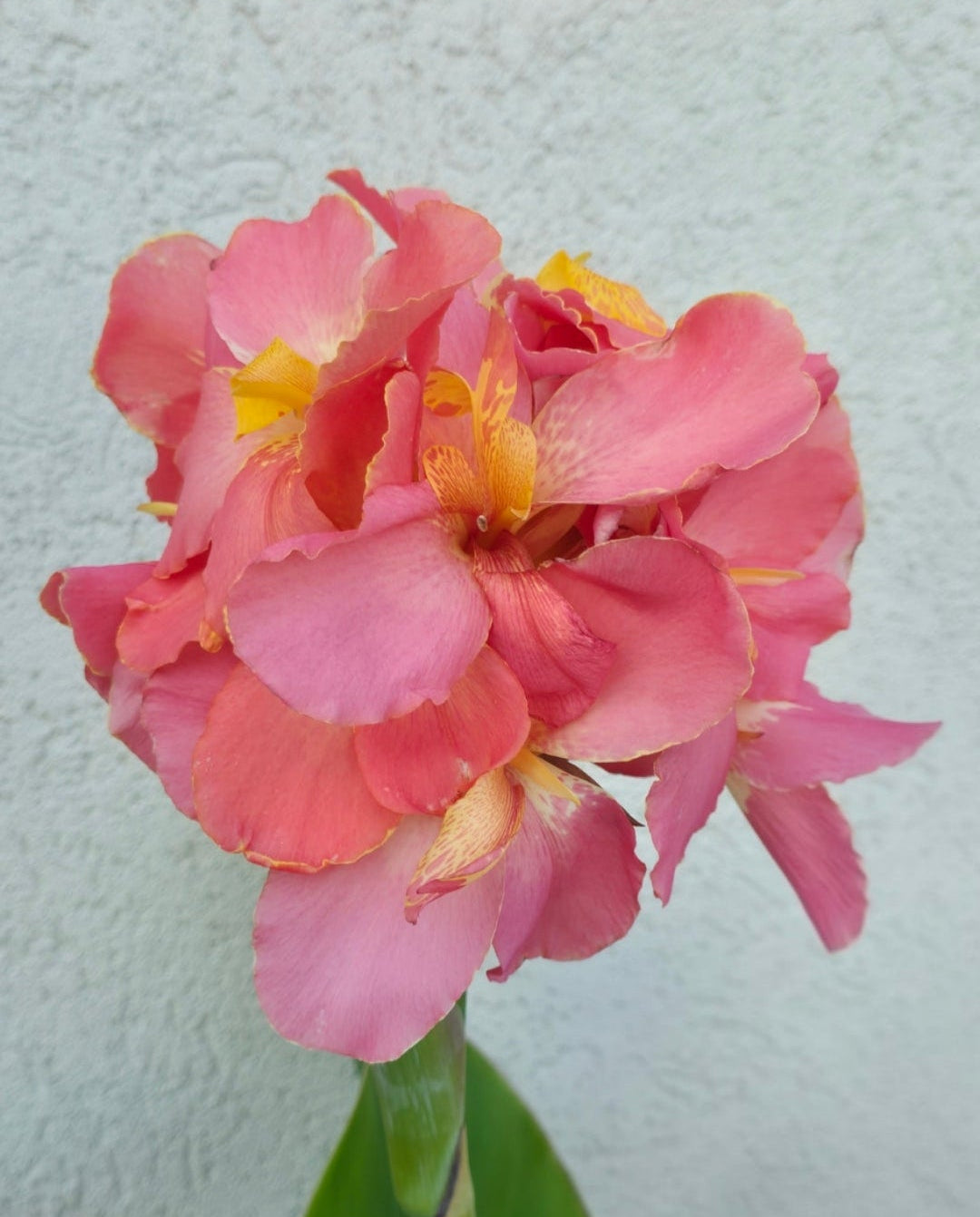 Canna 'Rose Quartz'