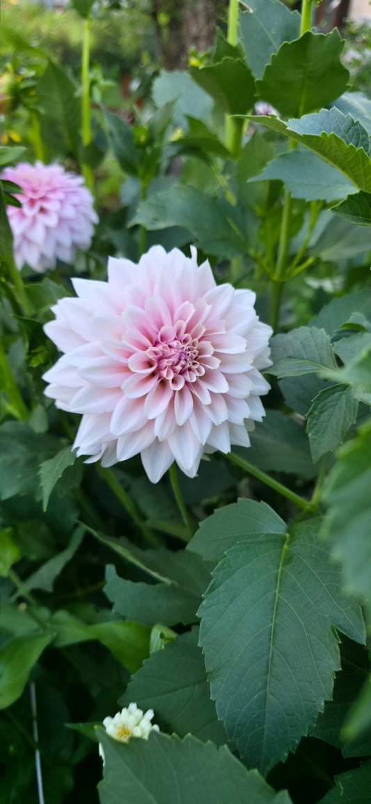Dahlia 'KA’s® Mocha Jake' - rooted cutting