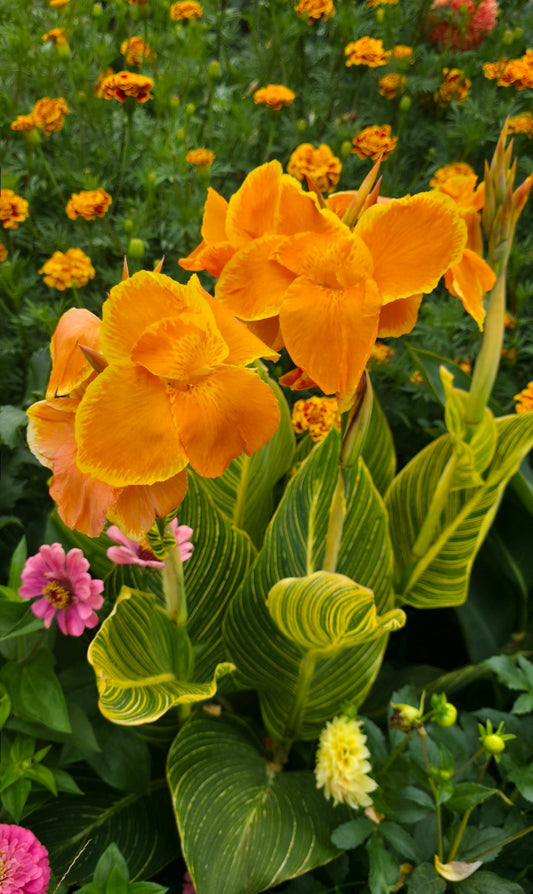 Canna 'Bethany'