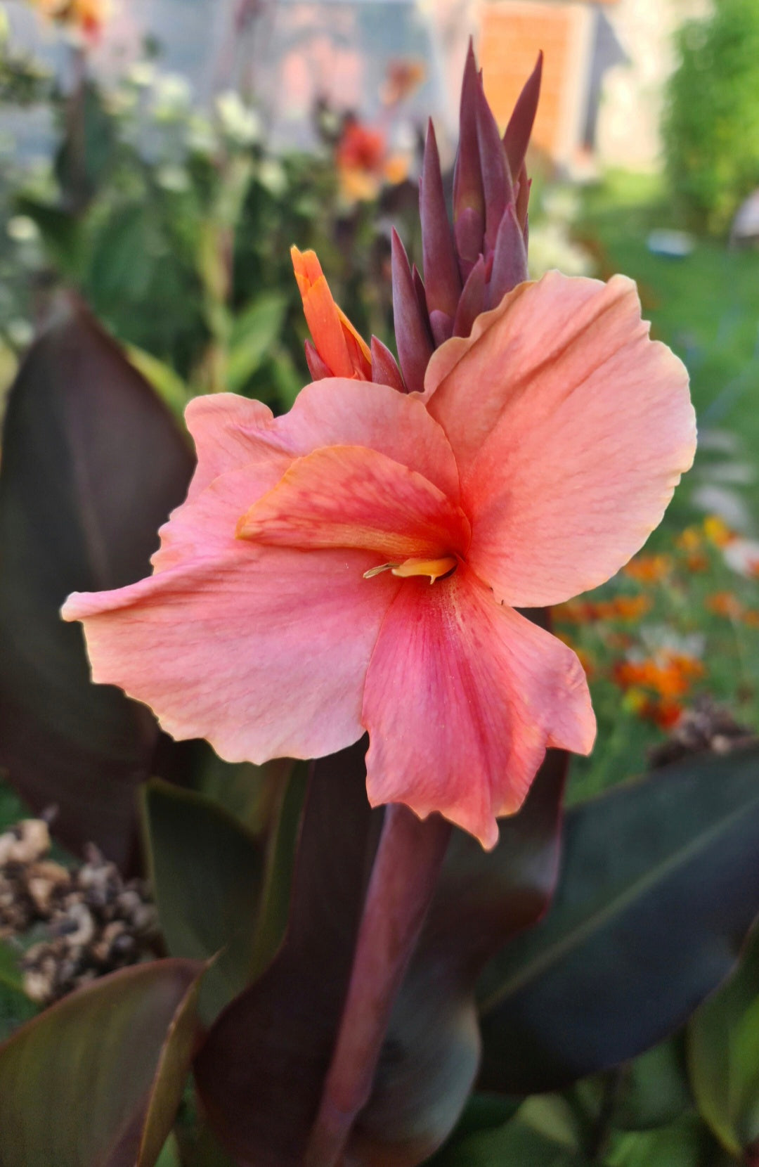 Canna 'Zoya'