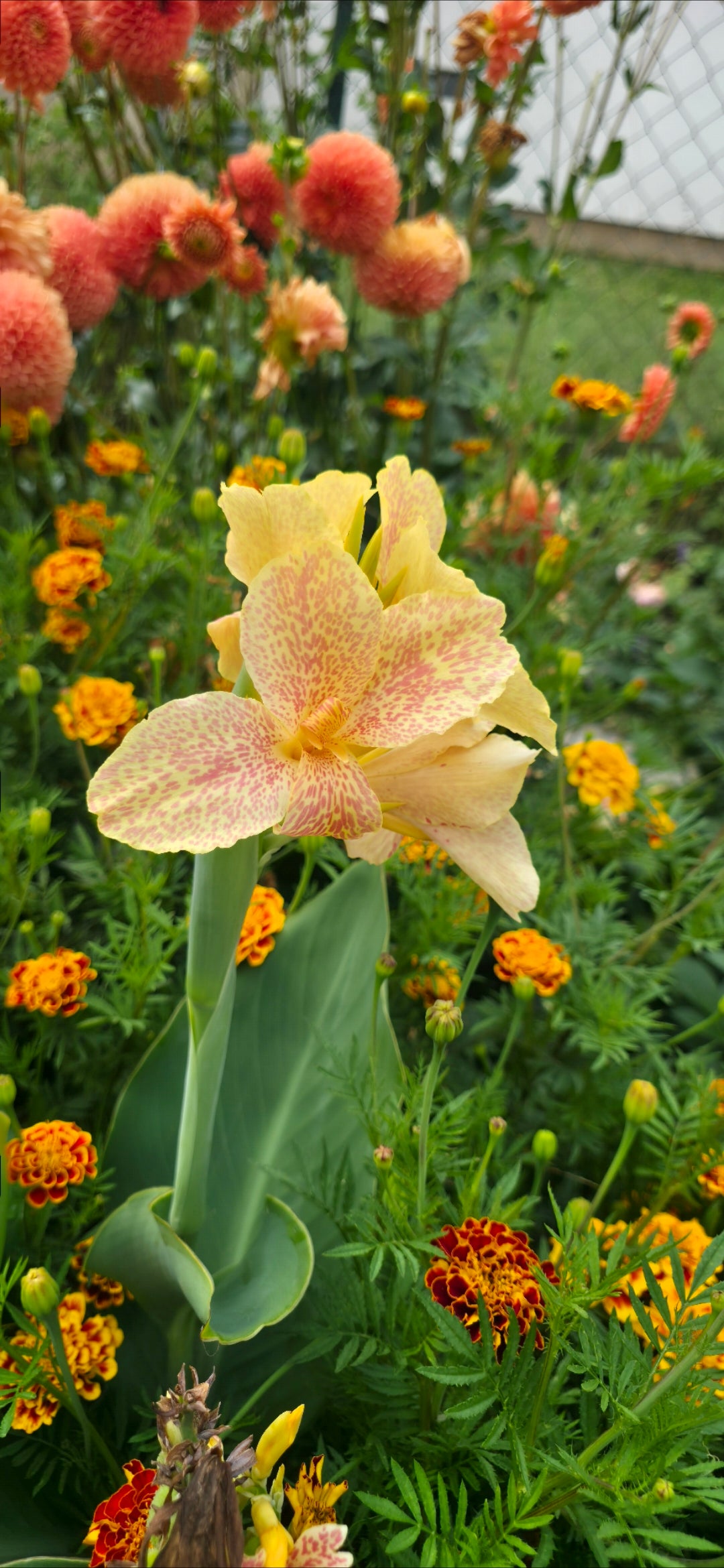 Canna 'Jana'