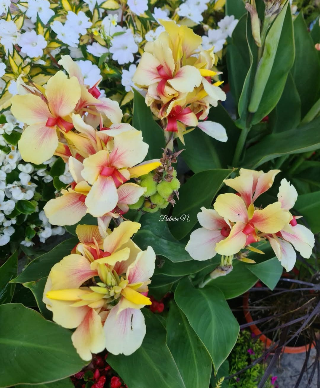 Canna 'Rosalinda'