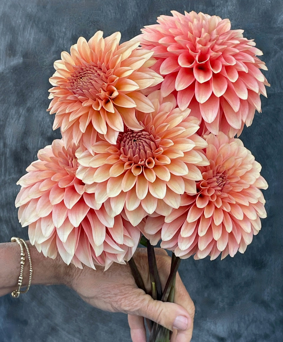 Dahlia 'KA’s® Whisper' - rooted cutting