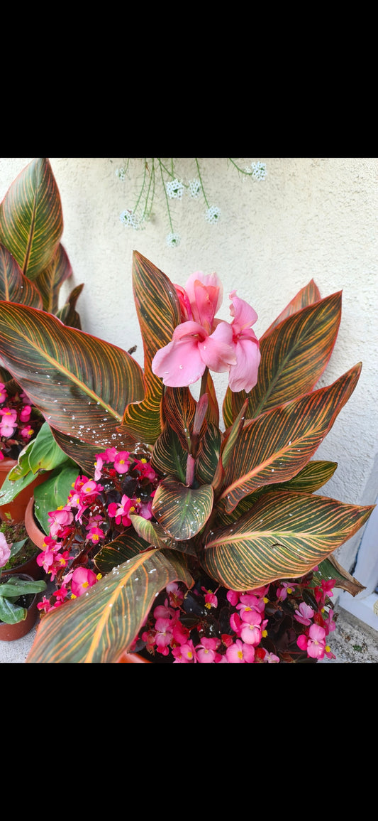 Canna 'Pink Sunburst'
