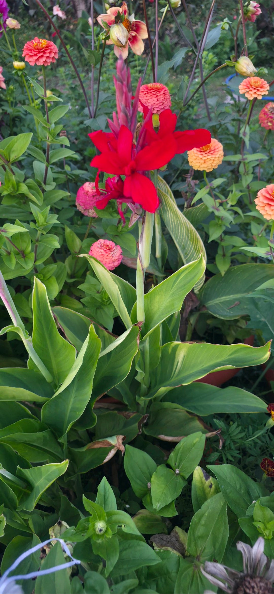 Canna 'Tornado'