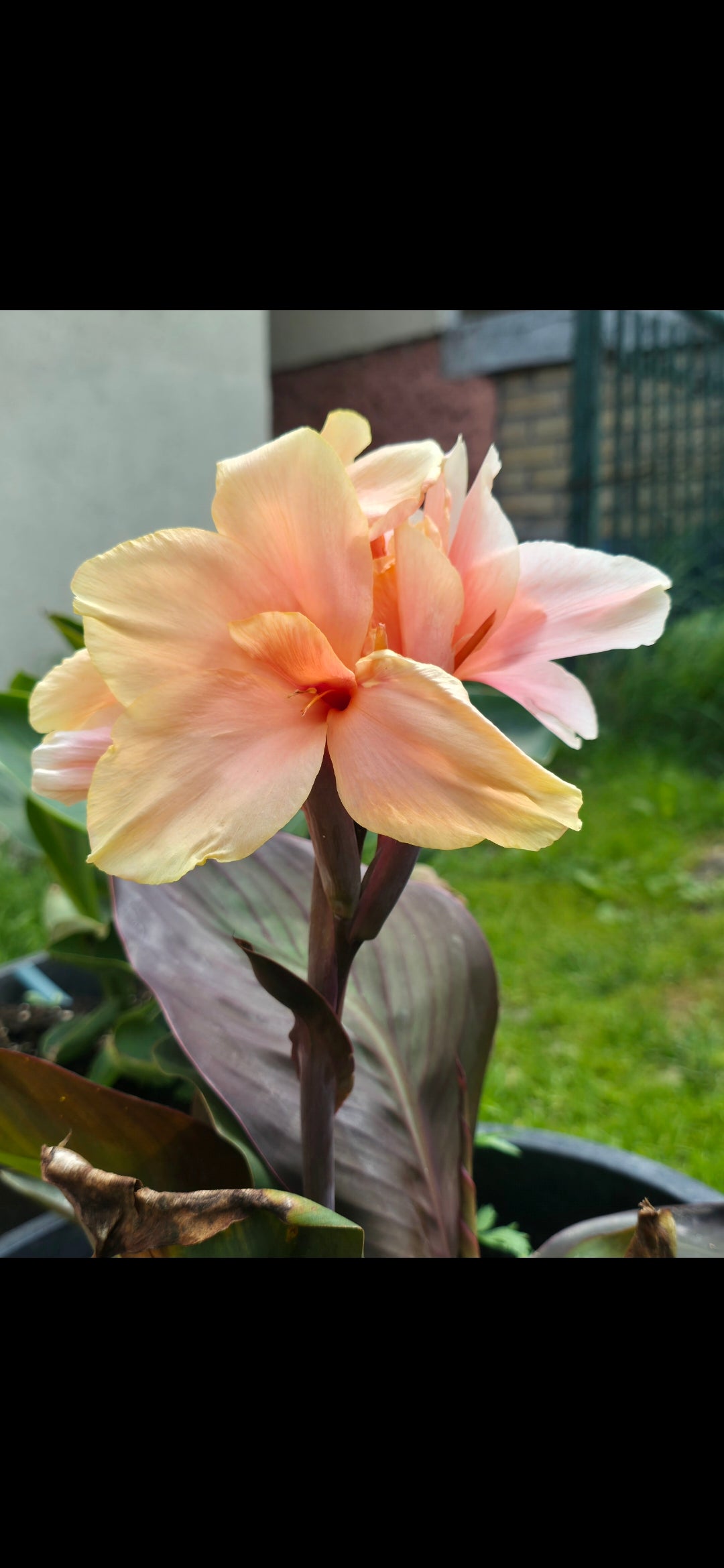 Canna 'Lady Hanna'