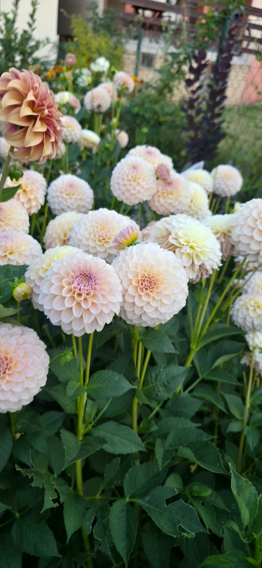Dahlia 'KA’s® Cinder Rose' - rooted cutting
