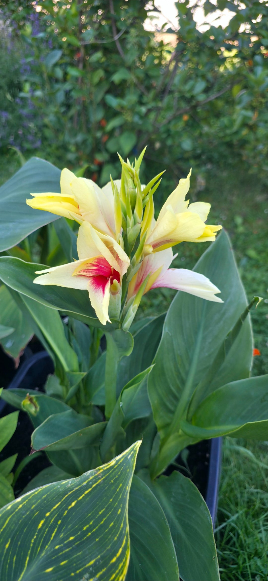 Canna 'Capri'