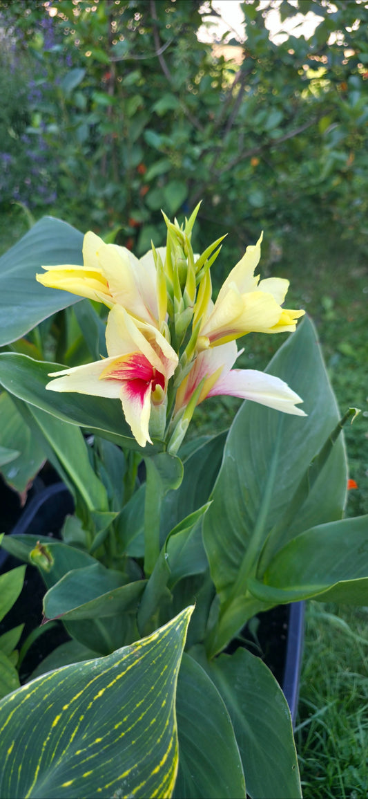 Canna 'Capri'