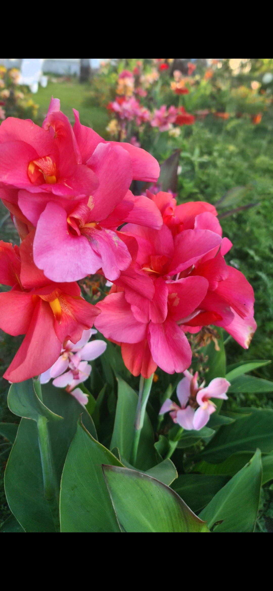 Canna 'Miss Oklahoma'