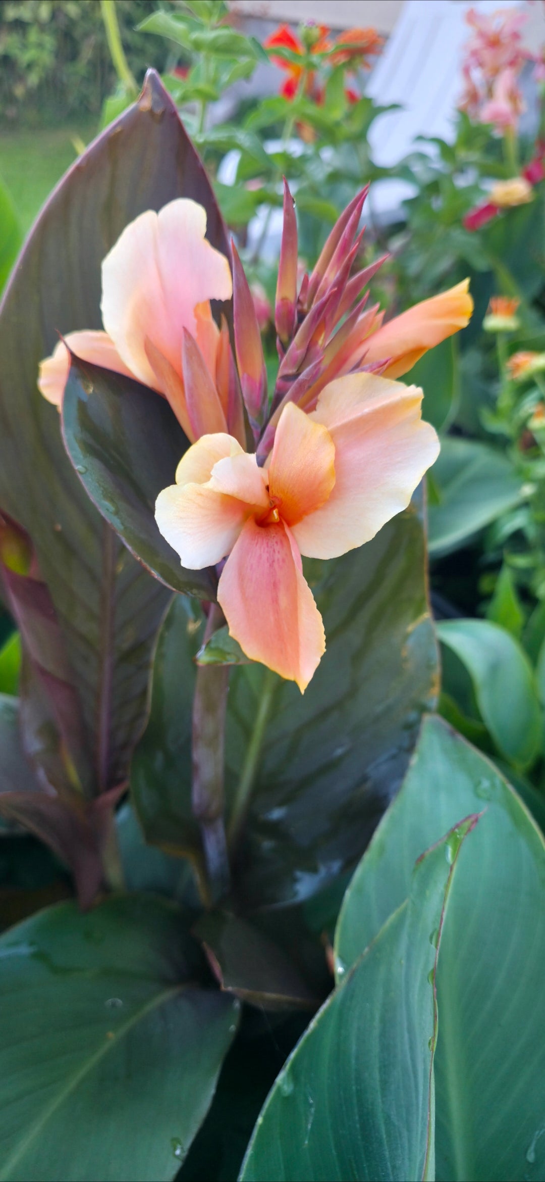 Canna 'Caprice'