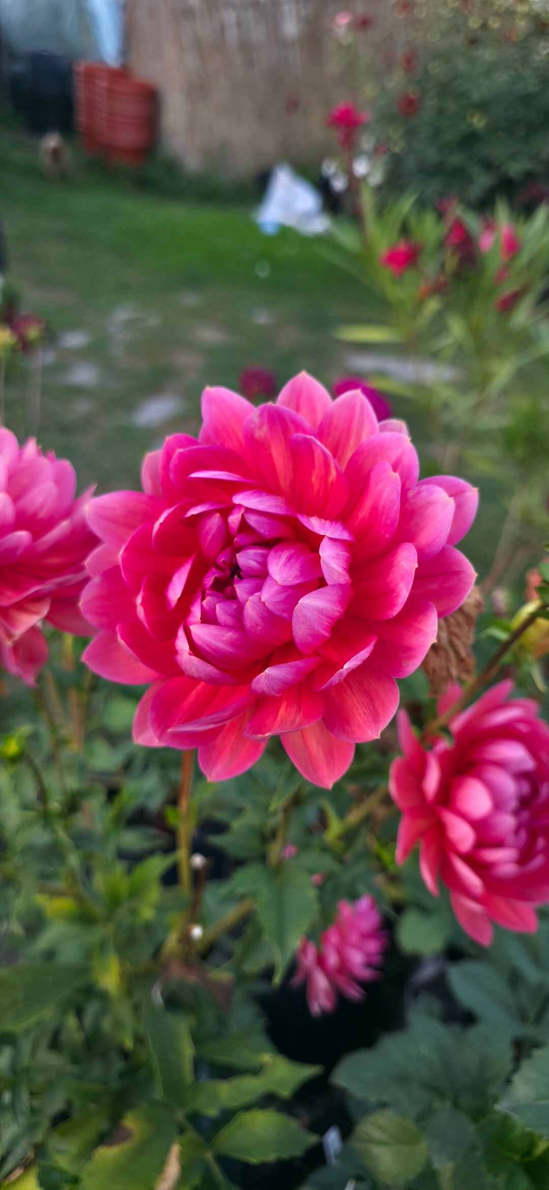 Dahlia 'Hollyhill Daydream' - rooted cutting