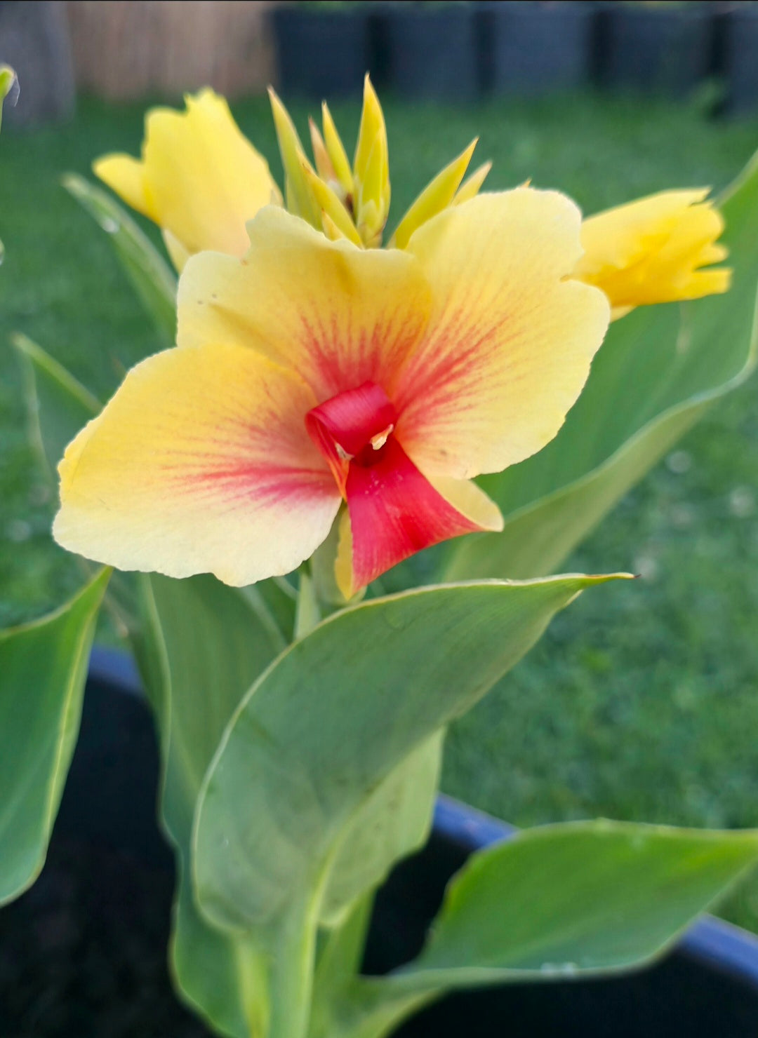 Canna 'Rosalinda'