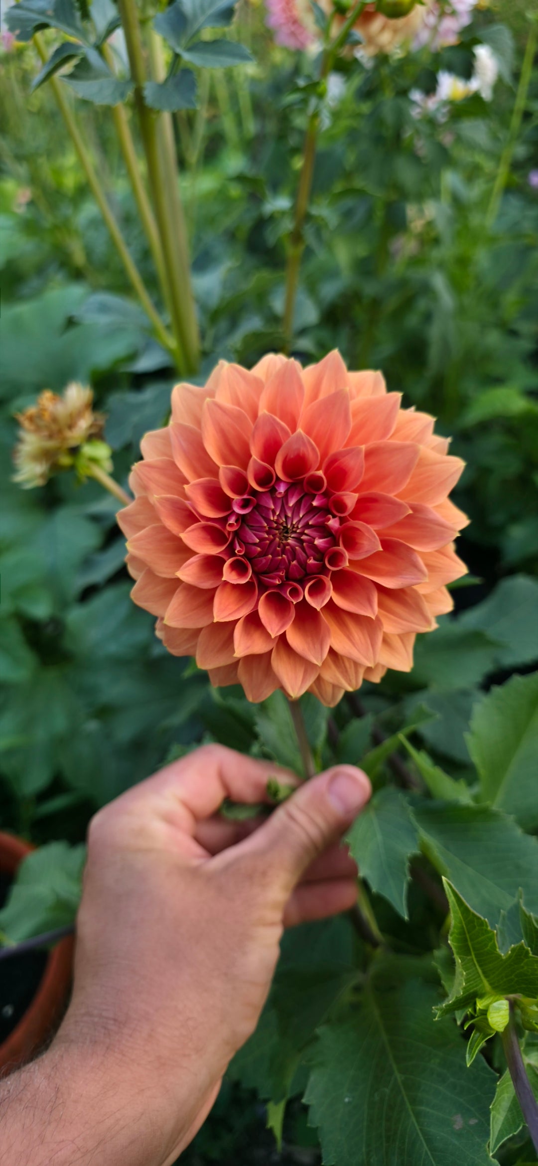 Dahlia 'Hy Patty' - rooted cutting