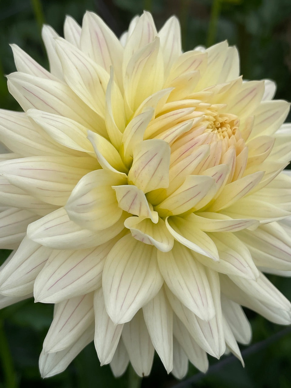 Dahlia 'KA’s® Linen' - rooted cutting