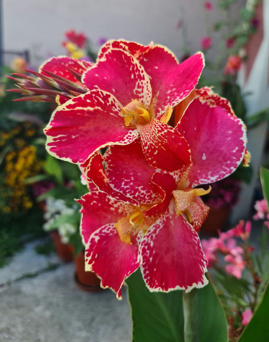 Canna 'Bella'