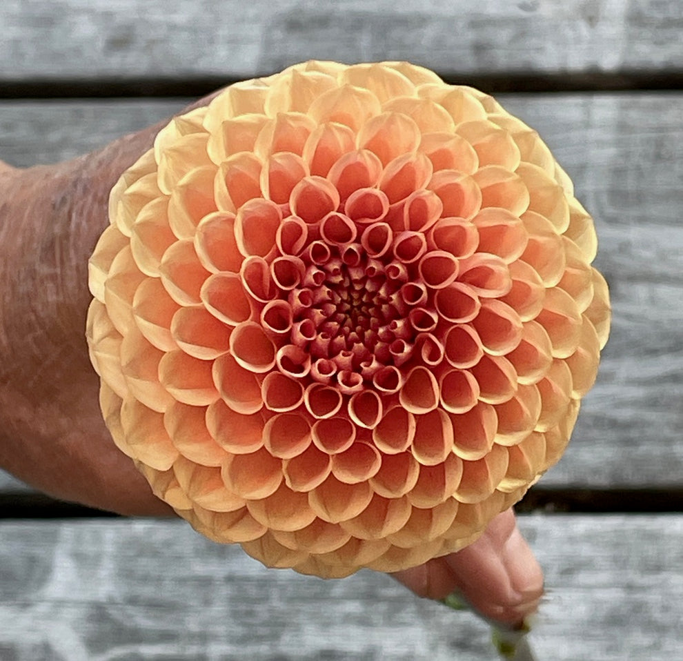 Dahlia 'KA’s® Sicilian Summer' - rooted cutting