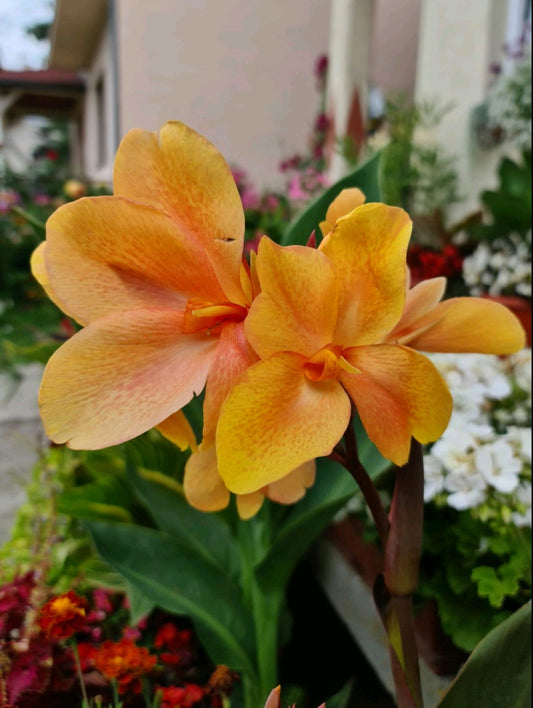 Canna 'Kora'