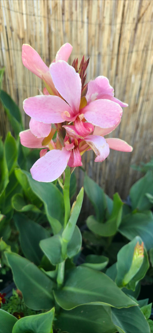Canna 'Cindy Chérie'