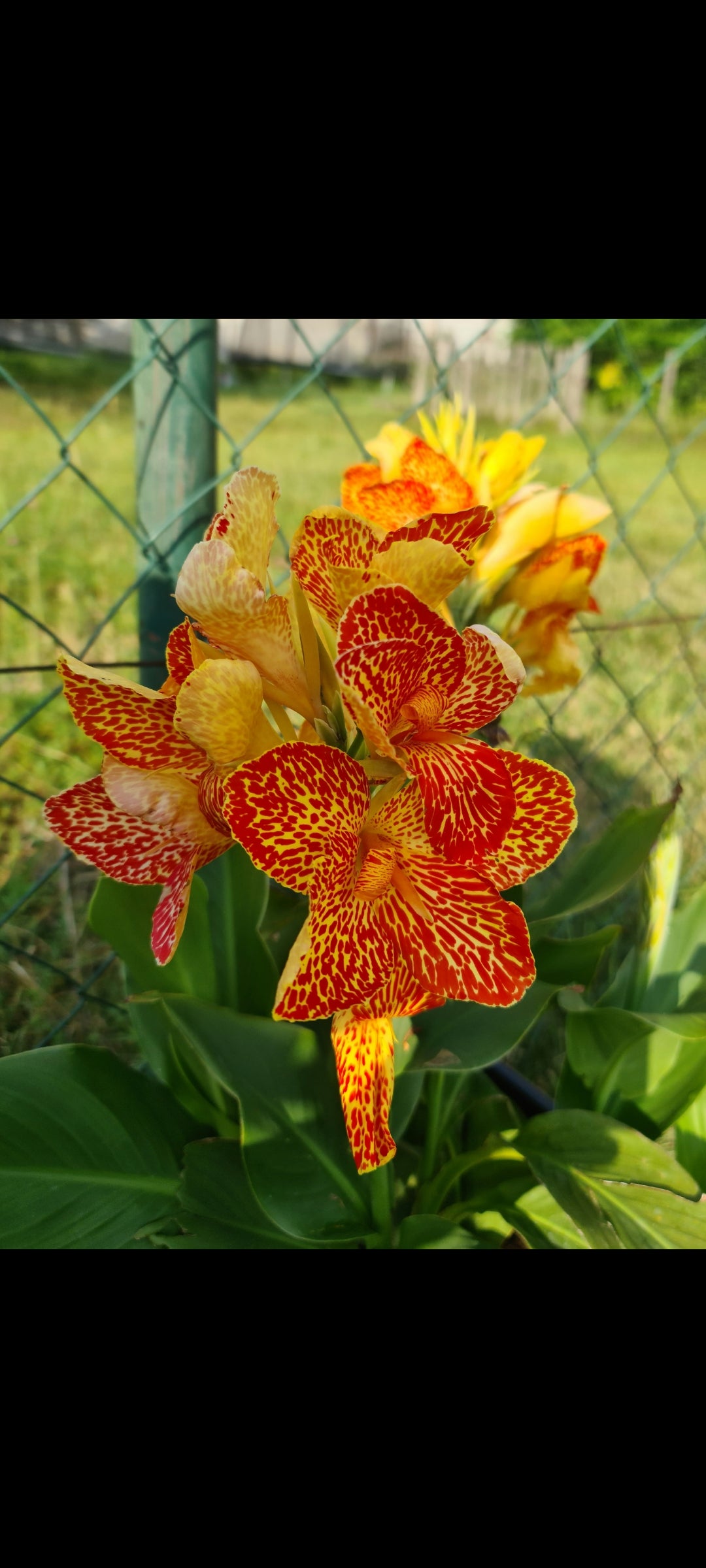 Canna 'Maui Punch'