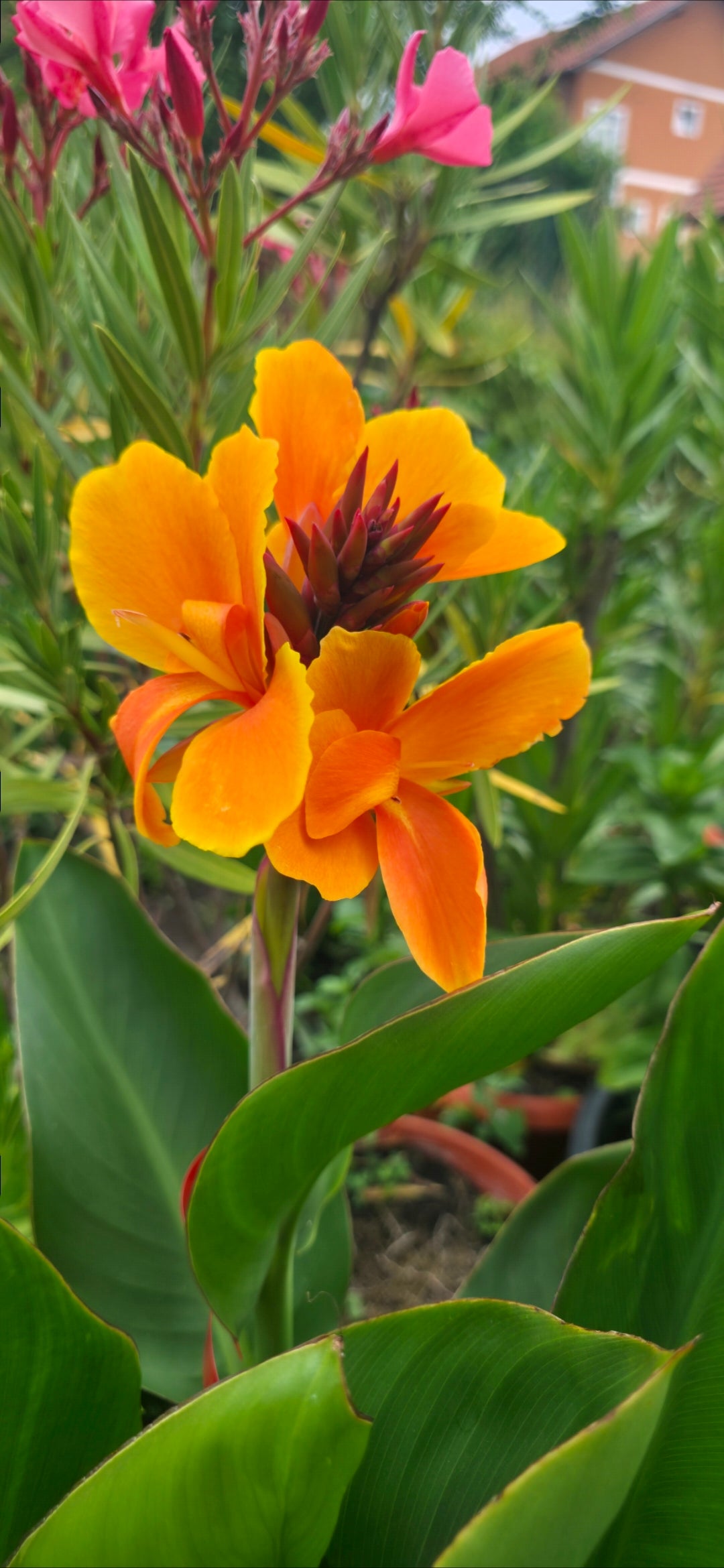 Canna 'Amber'