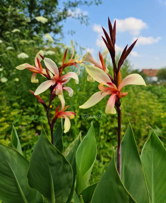 Canna 'Panaché'