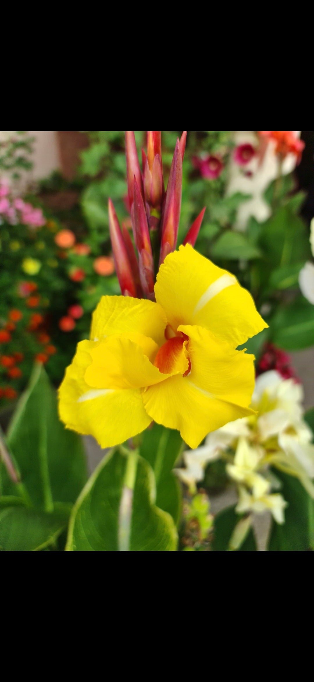 Canna 'Bangkok'