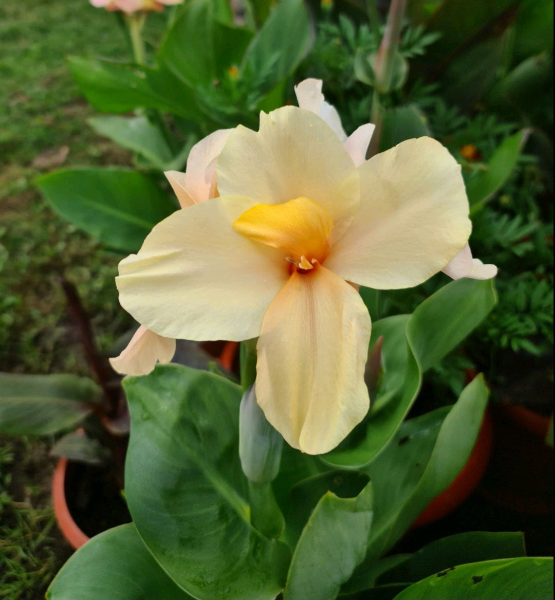 Canna 'Princess Di'