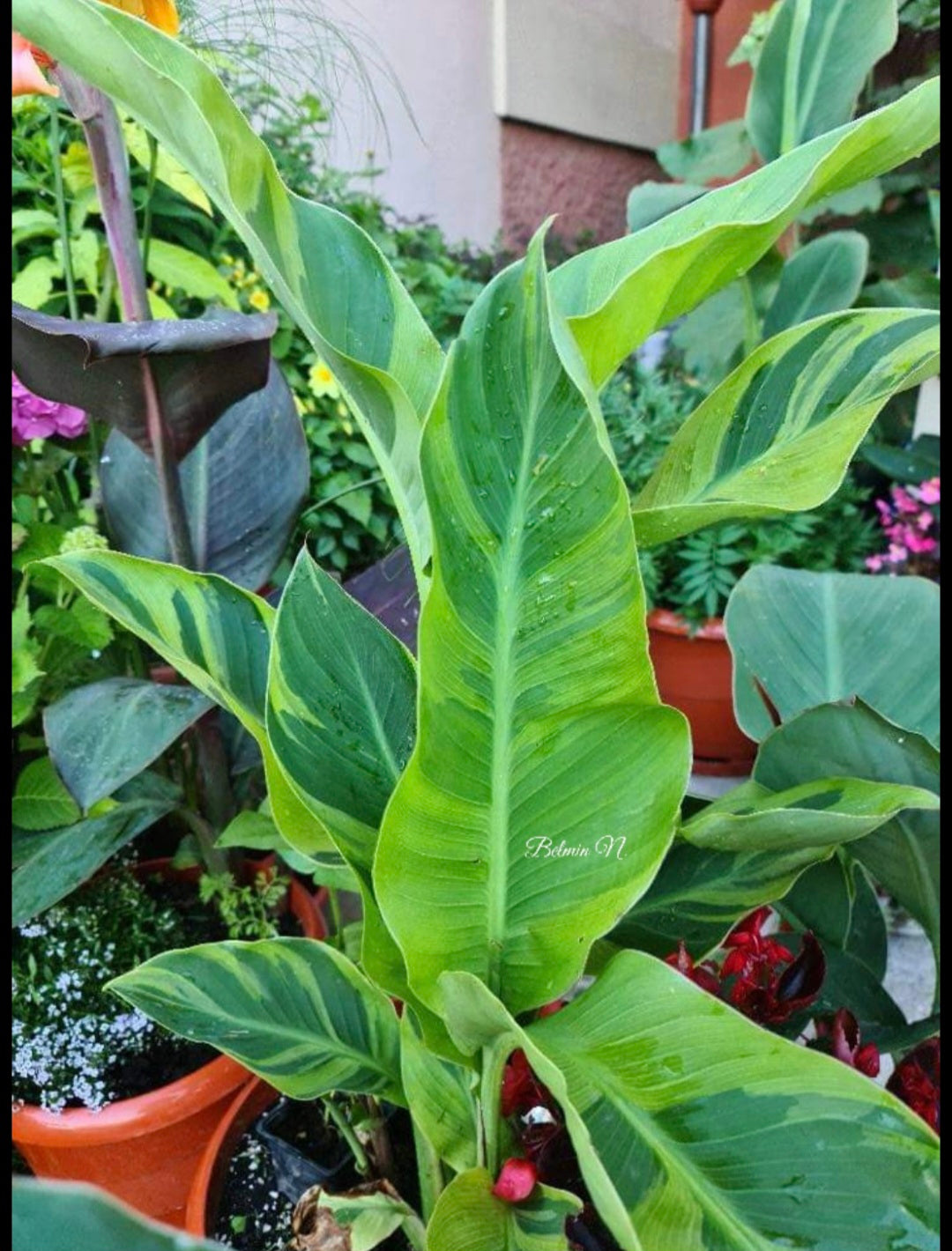 Canna 'Wolfsong'