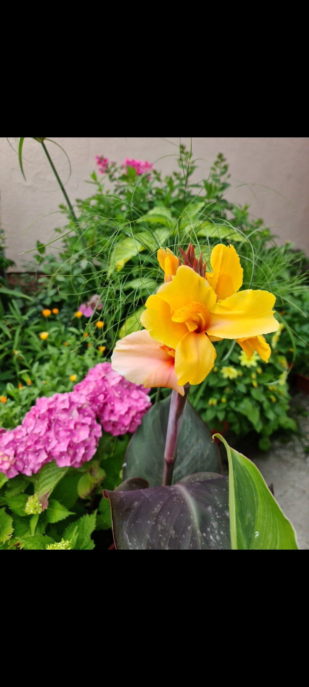 Canna 'Golden Orb'