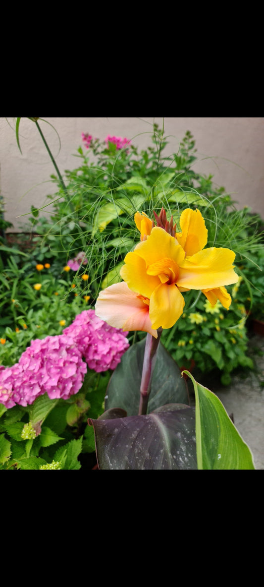 Canna 'Golden Orb'