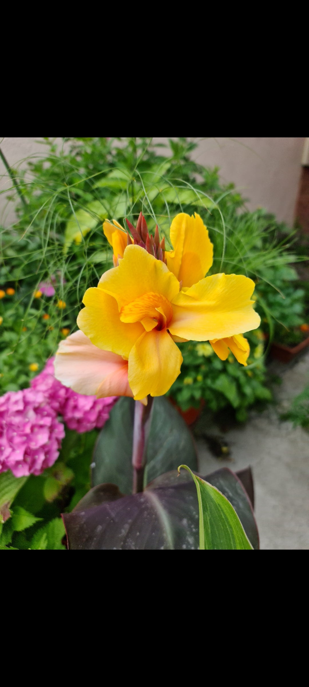 Canna 'Golden Orb'