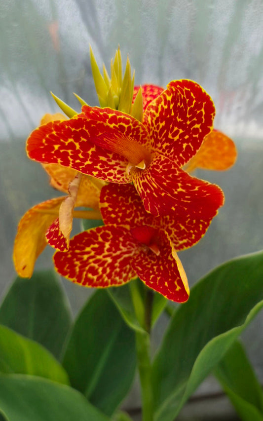 Canna 'Zebra'